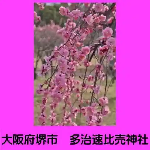 多治速比売神社の自然