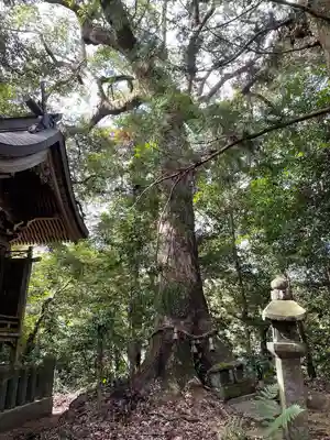 日吉神社の自然