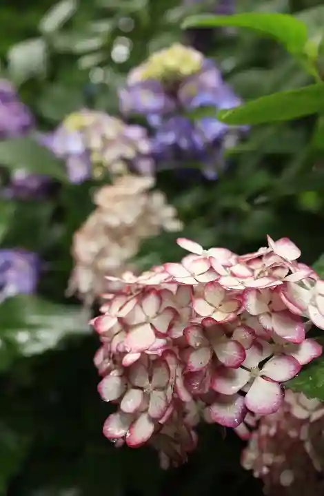 梅宮大社(京都府)