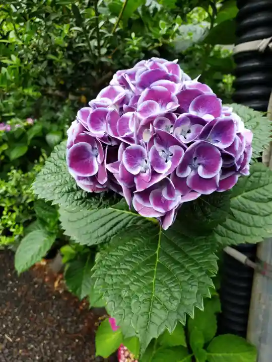 常泉院(東京都)