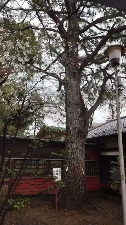 前原御嶽神社の自然
