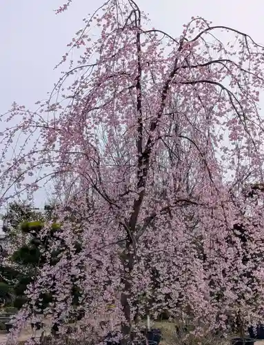 法金剛院(京都府)