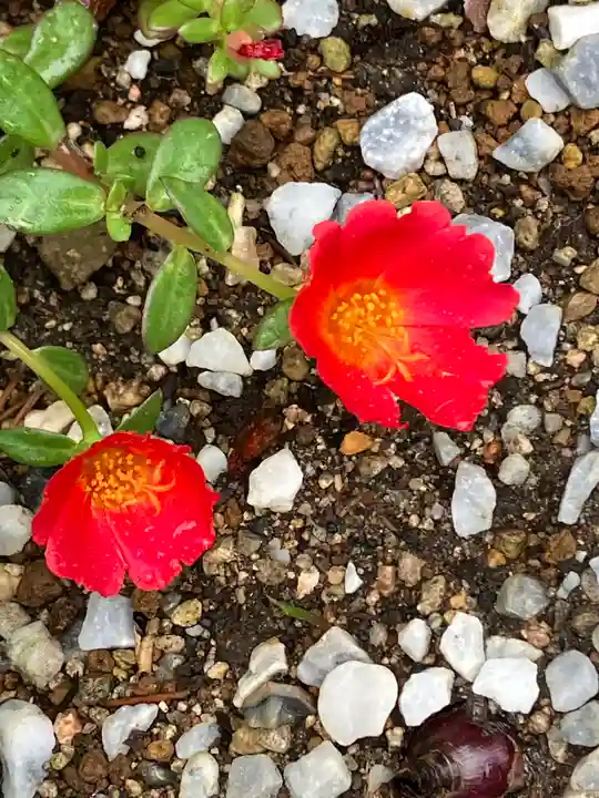 水堂須佐男神社(兵庫県)