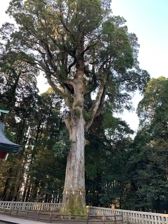 霧島神宮の自然