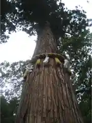 由岐神社の自然