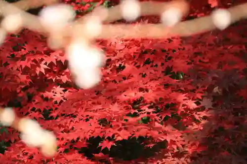 鹿島大神宮の庭園