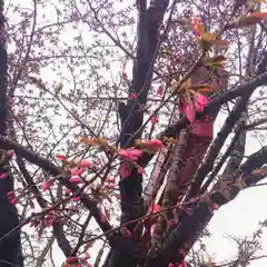 彌彦神社　(伊夜日子神社)(北海道)