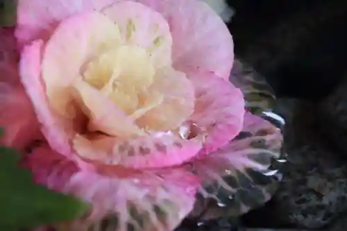 滑川神社 - 仕事と子どもの守り神の手水舎