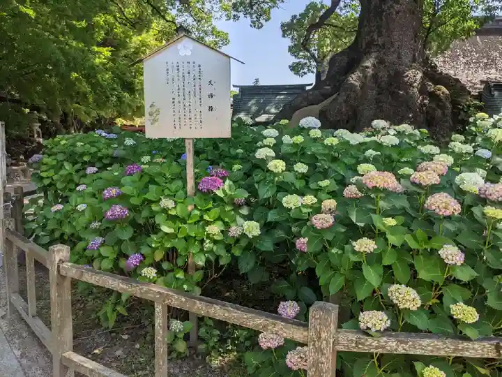 太宰府天満宮の庭園