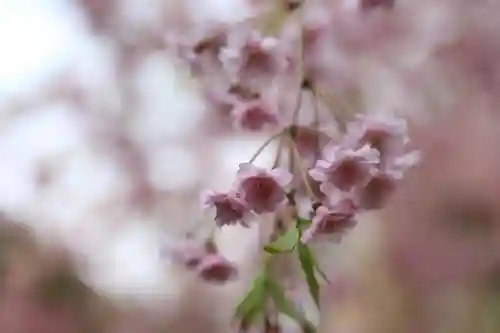 錦山天満宮の自然