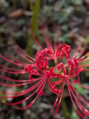福蔵院(東京都)