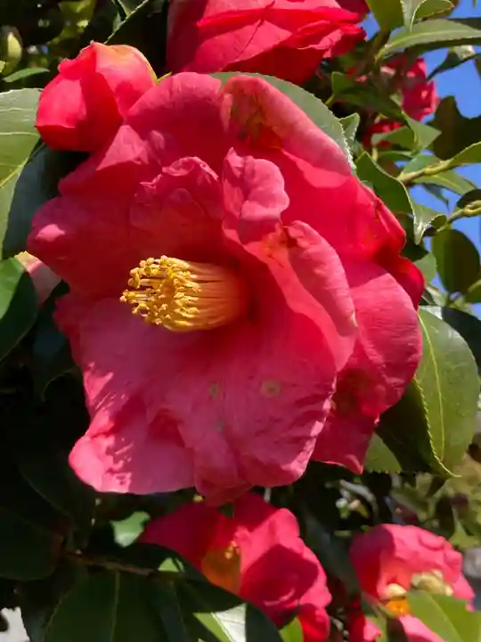 光照寺(神奈川県)
