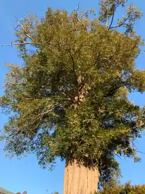 正蔵院(千葉県)