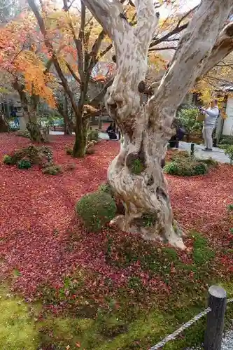 圓光寺の庭園