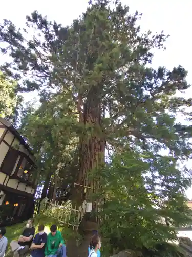 戸隠神社中社の自然