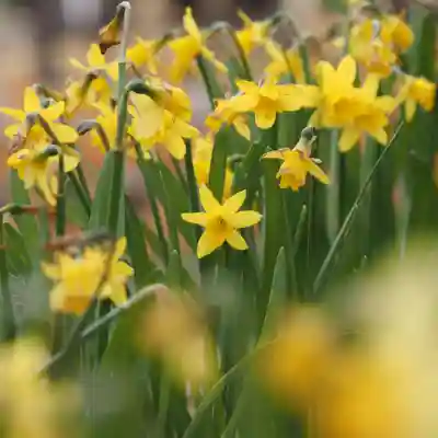 天王山 安楽寺(福井県)
