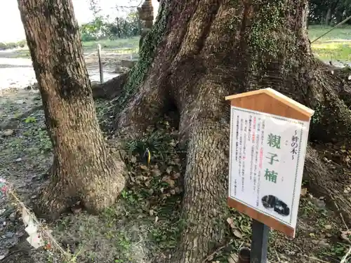 千栗八幡宮の自然