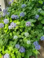 鹿嶋神社の自然