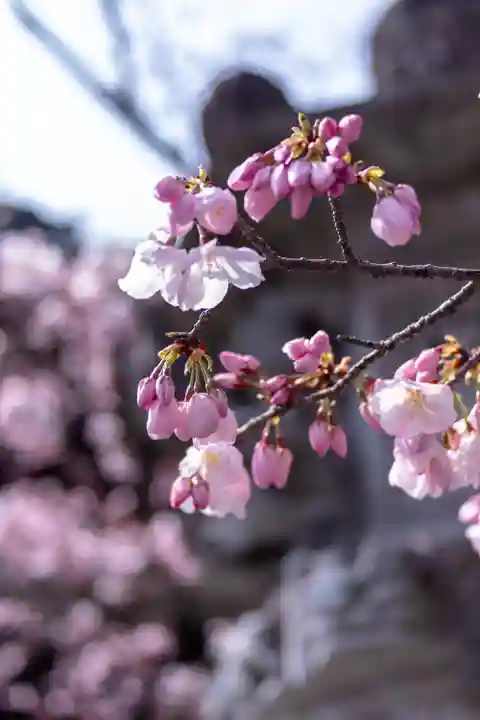 近江神宮(滋賀県)