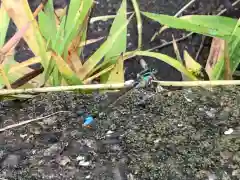 青麻神社の動物