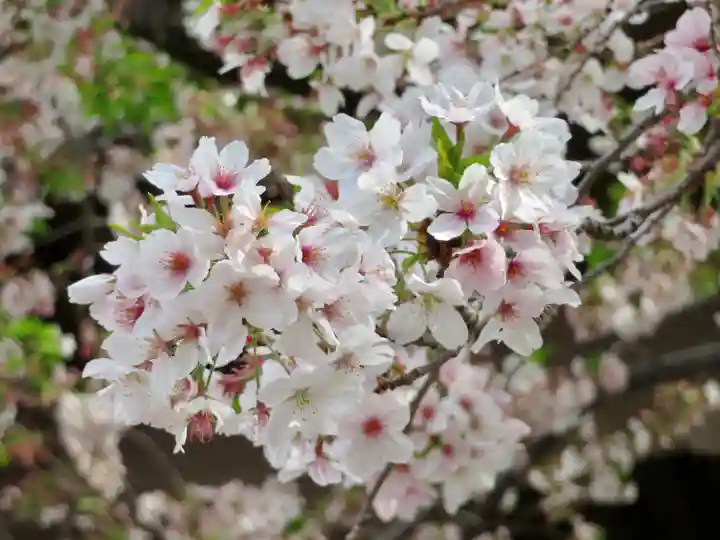 東本願寺の自然