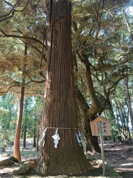 間々田八幡宮の自然