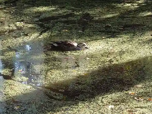 皆神神社(長野県)