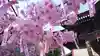 桜神宮の自然
