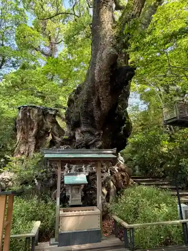 來宮神社の{uncategorized: "未分類", other: "その他", undefined: "問題あり", building: "その他建物", grave: "お墓", sacred_gate: "鳥居", guardian: "狛犬", statue: "像", buddha: "仏像", history: "歴史", nature: "自然", garden: "庭園", animal: "動物", pagoda: "塔", temizu: "手水舎", mountain_gate: "山門・神門", sanctuary: "本殿・本堂", subordinate: "末社・摂社", art: "芸術", scenery: "景色", jizo: "地蔵", ema: "絵馬", goshuin: "御朱印", omikuji: "おみくじ", items: "授与品その他", amulet: "お守り", goshuincho: "御朱印帳", eats: "食事", festival: "お祭り", votive_dance: "神楽", shichigosan: "七五三参", wedding: "結婚式", experience: "体験その他", initially: "初詣", around: "周辺", anti_infection: "感染症対策"}