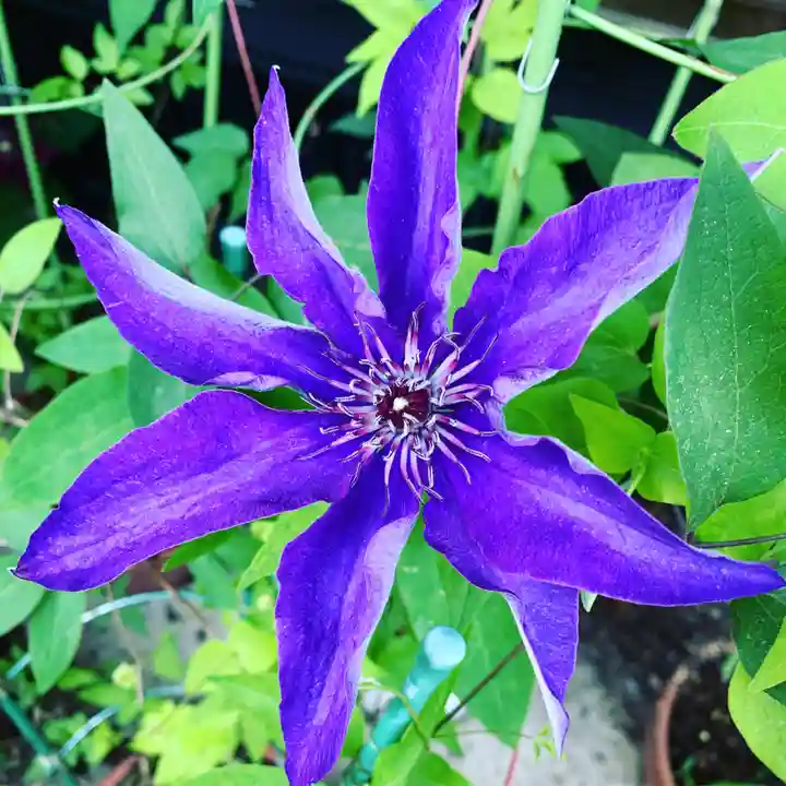 豊景神社の自然