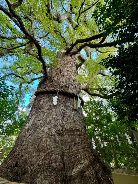 新熊野神社(京都府)