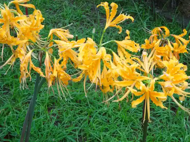 横浜 西方寺の自然