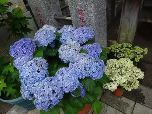 菊名神社の自然