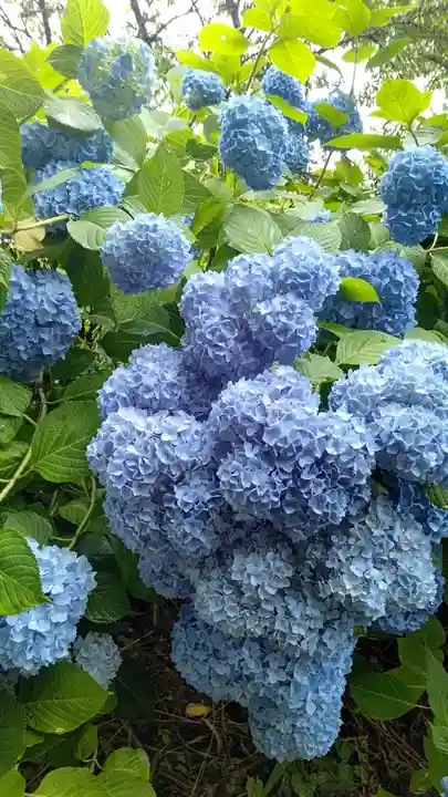 普門寺(岡山県)