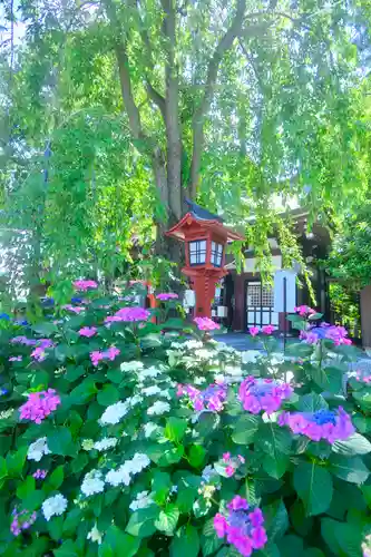 川越八幡宮(埼玉県)