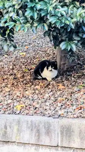 白金氷川神社の動物