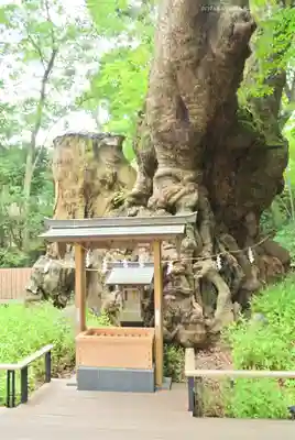 來宮神社(静岡県)