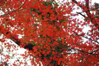 大鳥羽神社(山口県)