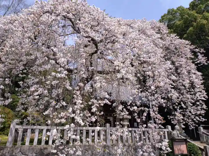 土呂八幡宮(愛知県)