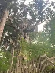 玉置神社の自然