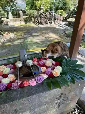 吾平津神社の{uncategorized: "未分類", other: "その他", undefined: "問題あり", building: "その他建物", grave: "お墓", sacred_gate: "鳥居", guardian: "狛犬", statue: "像", buddha: "仏像", history: "歴史", nature: "自然", garden: "庭園", animal: "動物", pagoda: "塔", temizu: "手水舎", mountain_gate: "山門・神門", sanctuary: "本殿・本堂", subordinate: "末社・摂社", art: "芸術", scenery: "景色", jizo: "地蔵", ema: "絵馬", goshuin: "御朱印", omikuji: "おみくじ", items: "授与品その他", amulet: "お守り", goshuincho: "御朱印帳", eats: "食事", festival: "お祭り", votive_dance: "神楽", shichigosan: "七五三参", wedding: "結婚式", experience: "体験その他", initially: "初詣", around: "周辺", anti_infection: "感染症対策"}