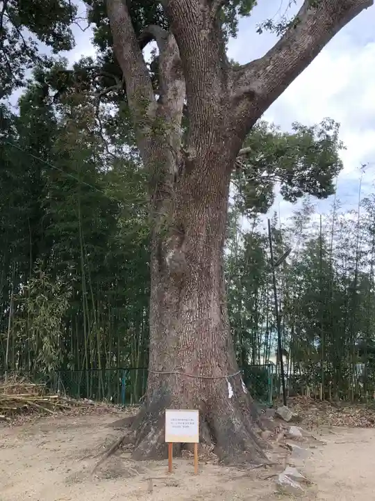荒見神社の自然