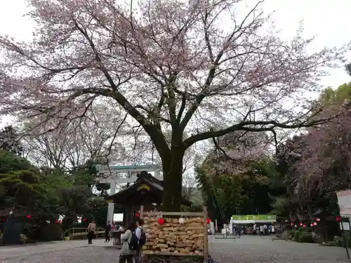 出雲大社相模分祠の自然