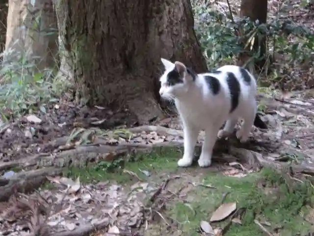 伏見稲荷大社(京都府)