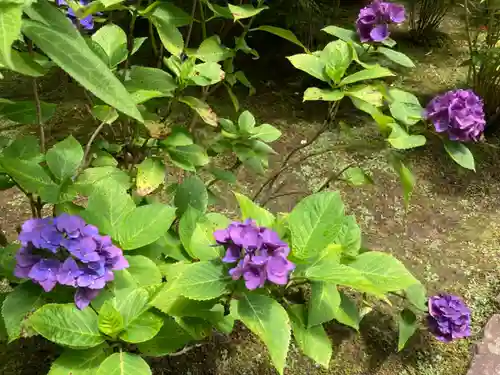 長壽寺（長寿寺）の自然