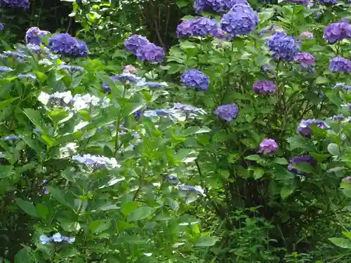 天台宗　長窪山　正覚寺の自然
