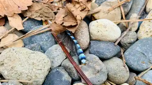 函館八幡宮の動物