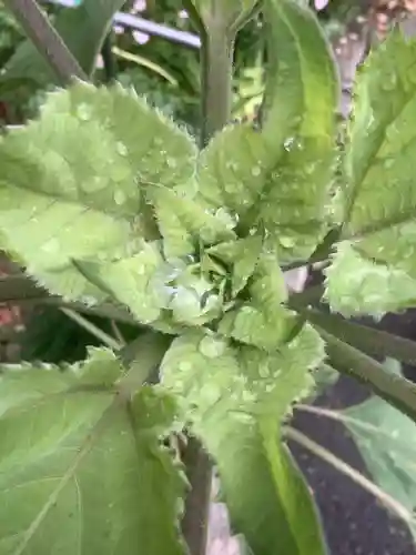 清洲山王宮　日吉神社の自然