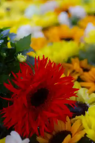 住吉神社の手水舎