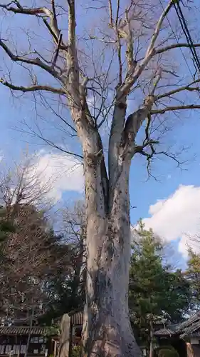 野木神社の自然